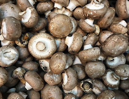 Humidity Control in Mushroom Drying
