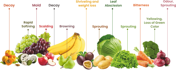 vegetable
